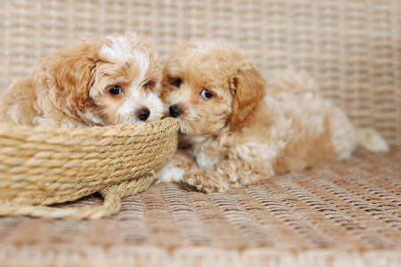 Cute puppies in a basket. Shallow depth of fieldの写真素材