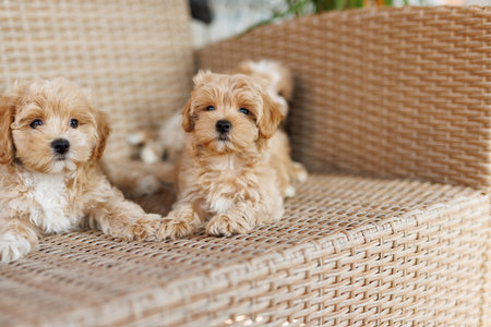 Cute puppies sitting on the rattan chairの写真素材