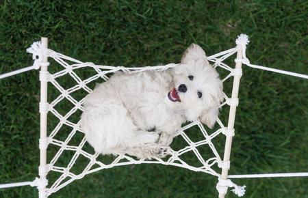 White Maltese dog playing in a hammock on green grass.