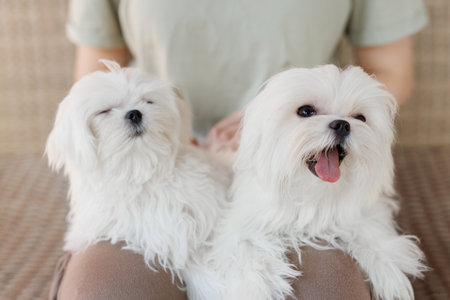 Cute Maltese dog sitting on woman's lap, closeupの写真素材
