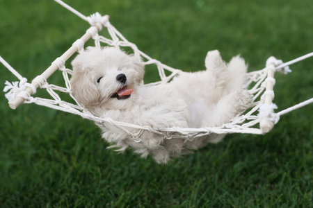 Cute little Maltese puppy in hammock on green grass outdoors