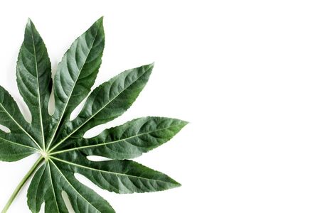 Tropical palm leaves Aralia isolated on white background.の写真素材