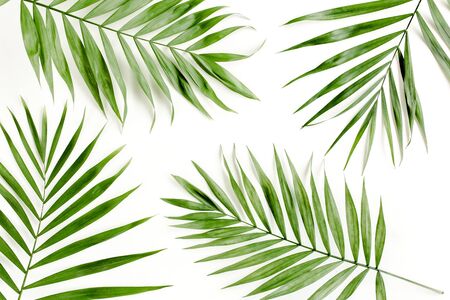 Tropical green palm leaf on white background. の写真素材