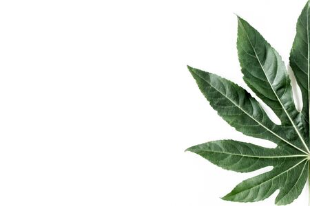 Tropical palm leaves Aralia isolated on white background.の写真素材