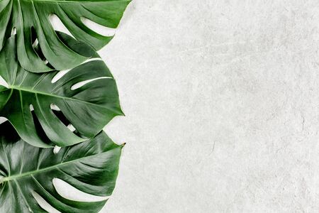 Close-up of the Monstera leaf. Tropical palm leaves Monstera isolated on gray marble background....