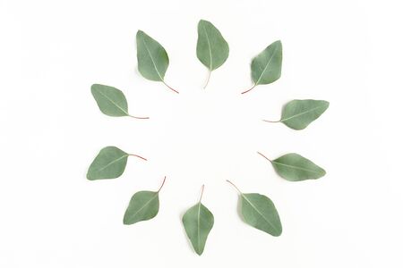 Round frame made green leaves eucalyptus populus isolated on white background. Flat lay, top view