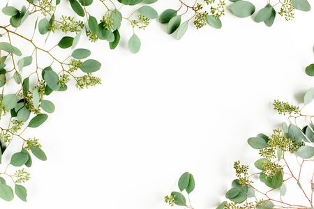 Frame borders made of eucalyptus populus leaves with fruits in the form of berries on white background. Flat lay, top view. floral conceptの写真素材