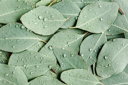 Background, Texture made of green eucalyptus leaves with raindrop, dew. Flat lay, topの写真素材