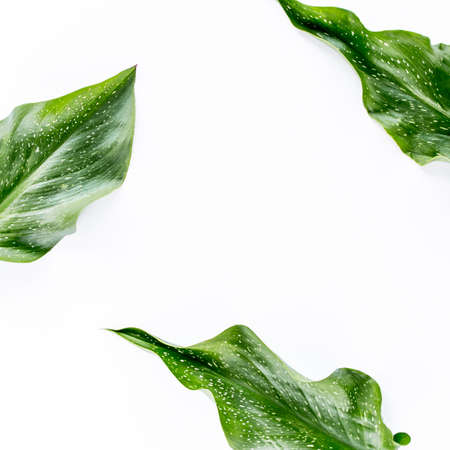 Tropical green leaves palm fronds isolated on white background. Flat lay, top view.