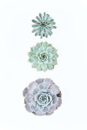 Beautiful pattern of green succulents isolated on white background. Flat lay, top view.の写真素材