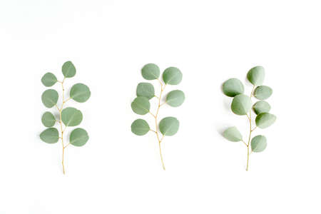 Green branch, leaves eucalyptus isolated on white background. Flat lay, top view minimal concept.の写真素材