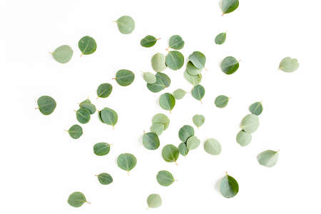 pattern texture with green leaves eucalyptus populus isolated on white background. lay flat, top viewの写真素材