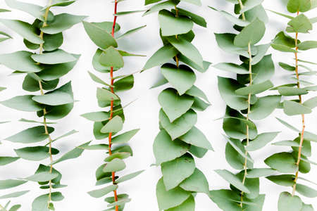 Pattern with green leaves eucalyptus populus isolated on white background. Flat lay, top viewの写真素材