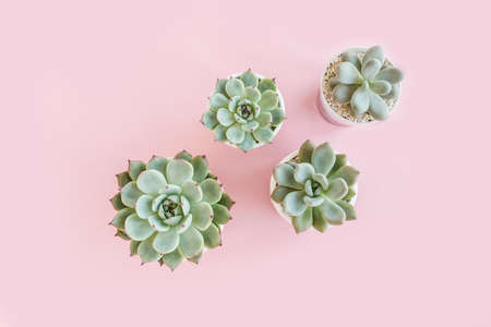 Green house plants potted, succulent plants isolated on pink background. Flat lay, top view.