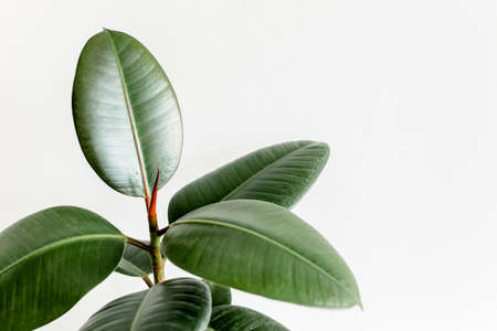 Home plant green leaf ficus benjamina, elastica on a light background