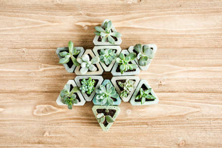 pattern of green succulents on wooden background. Flat lay, top view.
