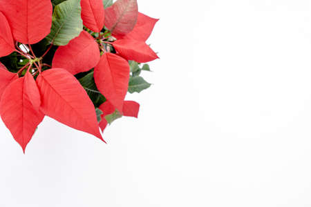 The poinsettia red flowers Euphorbia, The Flower of the Christmas, close up. flower isolated on white backgroundの写真素材