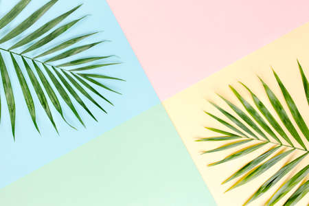 Tropical green palm leaves on colorful background. Nature concept. flat lay, top viewの写真素材