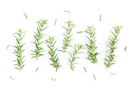 Green branch and leaves of rosemary isolated on a white background. Herbs. Flat lay. Top view