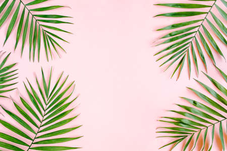 Tropical green palm leaves on pink background. Flat lay, top view