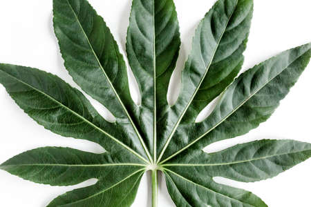 Tropical palm leaves Aralia isolated on white background. Tropical nature concept.の写真素材