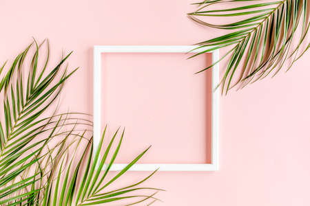 White frame and tropical palm leaves Phoenix on pink background. Flat lay, top viewの写真素材