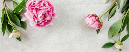 Beautiful pink peony flowers on gray stone table with copy space for your text. Flat style, top viewの写真素材