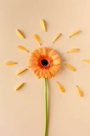 Orange gerbera flower on the yellow background. Flat lay, top viewの写真素材