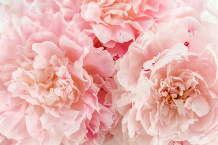 Bouquet of a lot of peonies of pink color close up. Flat lay, top view. Peony flower texture.
