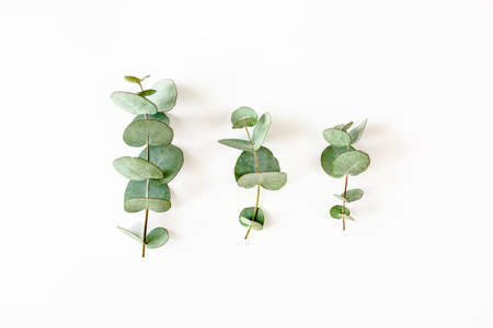 green leaves eucalyptus on white background. flat lay, top view