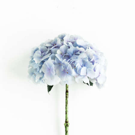 Blue hydrangea flower on the white background. Flat lay, top viewの写真素材