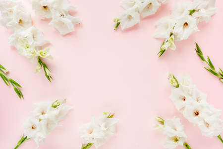 Beautiful white gladioluses on pink background. Pattern of gladioli with space for your text, holiday greeting card. Valentines. Flat lay, top view.の写真素材