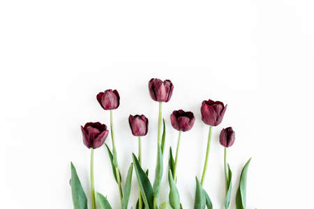 Burgundy-purple tulips on white background. Minimal floral concept. Flat lay, top view.の写真素材