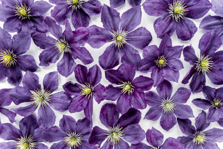 Texture made of purple flowers, green leaves and branches on a white background. The apartment lay, top view. Floral background. Drawing flowers.の写真素材