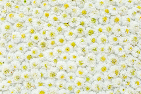 Floral pattern, texture made of white daisies flowers. The apartment lay, top view. Floral background. Pattern of flower.の写真素材