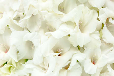 yellow gladioluses on wooden white background. Floral pattern of gladioli holiday greeting card....