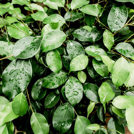 Layout, texture, background made of green leaves. Green leaf texture. Nature concept. Flat lay, top...