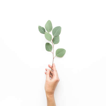 Female hand holding eucalyptus leaf on white background. flat lay, top view