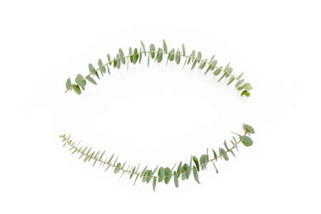 Wreath frame made of branches eucalyptus isolated on white background. lay flat, top view