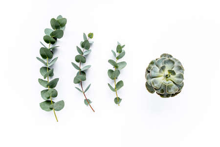green leaves eucalyptus on white background. flat lay, top viewの写真素材