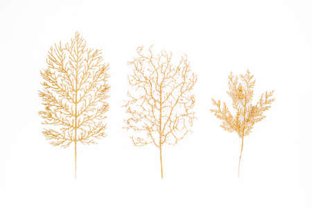 Golden leaves on white background. Lay Flat, top view. Minimal background.の写真素材