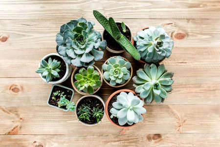 floral frame with succulents minimal creative berry arrangement pattern on wooden background. flat lay, top view. christmas background wallpaper.の写真素材