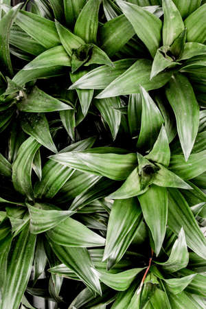 Layout, texture, background made of green leaves. Green leaf texture. Nature concept. Flat lay, top view.の写真素材