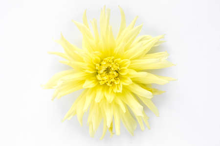 Beautiful pattern of pink flowers dahlias and roses buds isolated on white background. Flat lay, top view.の写真素材