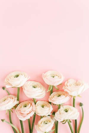 Pastel pink ranunculus flowers bouquet on pink background. Minimal floral concept. Flat lay, top...