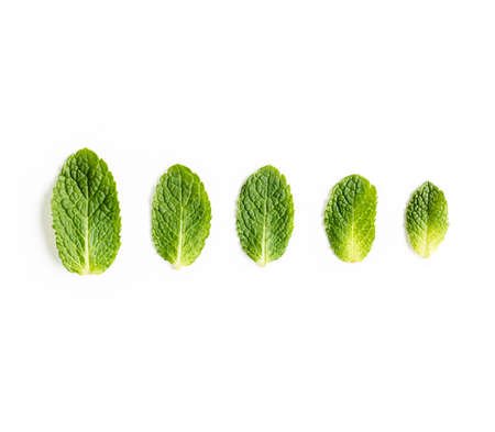 Mint leaves isolated on white background. Set of peppermint. Mint Pattern. Flat lay. Top view.