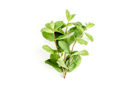 Green branch and leaf Mint isolated on white background. Set of peppermint. Mint Pattern. Flat lay....