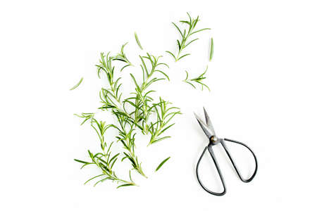 Green branch and leaves of rosemary isolated on a white background. Herbs. Flat lay. Top viewの写真素材