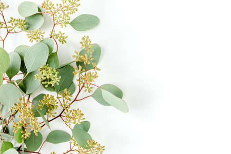 Leaves eucalyptus with fruits in the form of berries on white background with empty space for text. Flat lay, top view. floral conceptの写真素材