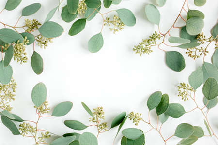 Frame made of green leaves, branches eucalyptus populus with fruits in the form of berries on white background. Flat lay, top view.の写真素材
